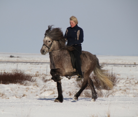 Olil and Gramur frá Syðri Gegnishólum